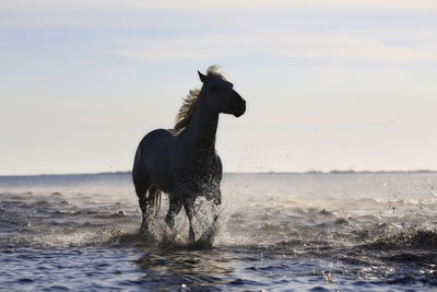 osteopathie equine cheval camargue